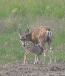 DSC_4379