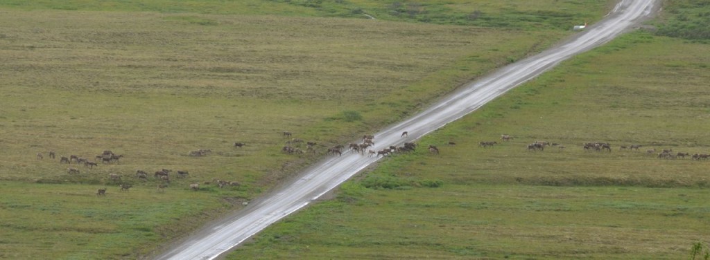Herd of caribou