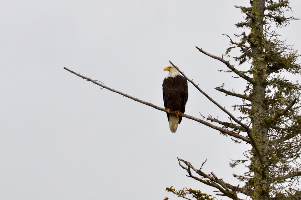 Eagle at our campsite