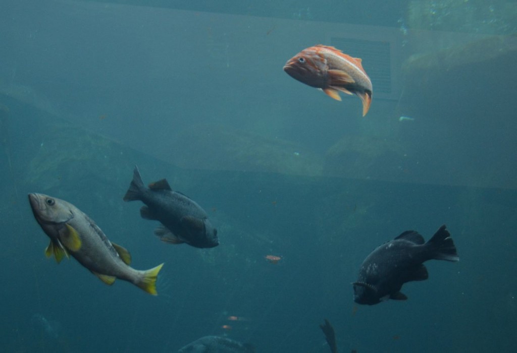 fishes