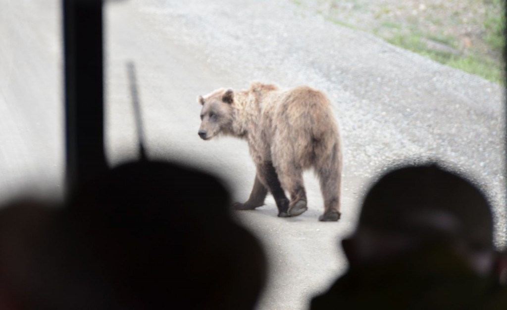Grizzly in front of tour bus