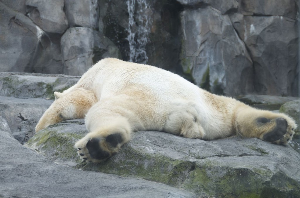 polar