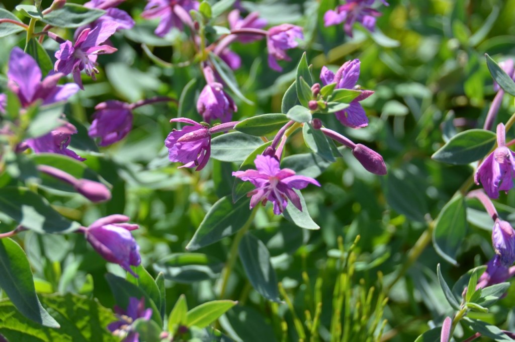 flowerpurple