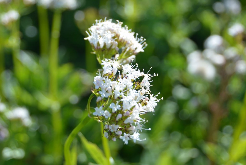 flowerwhite