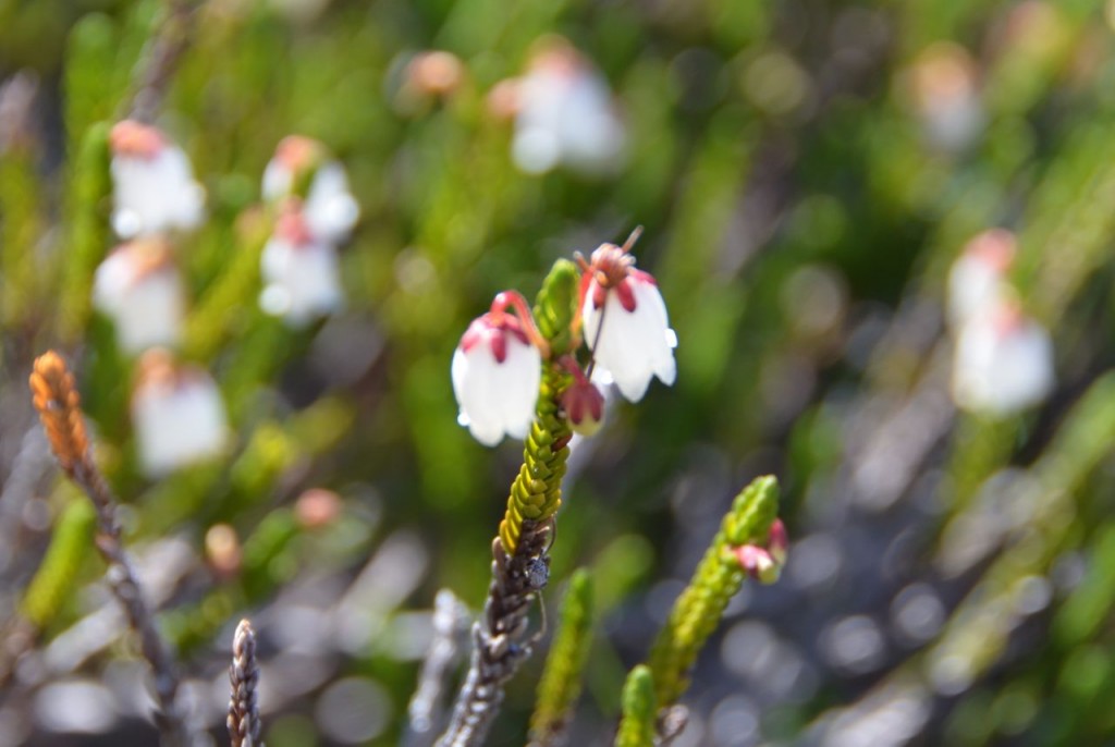 Pretty little white things - too bad it's a tad out of focus.