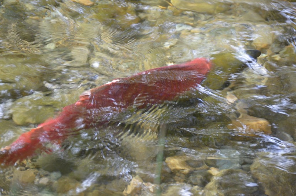 Sockeye