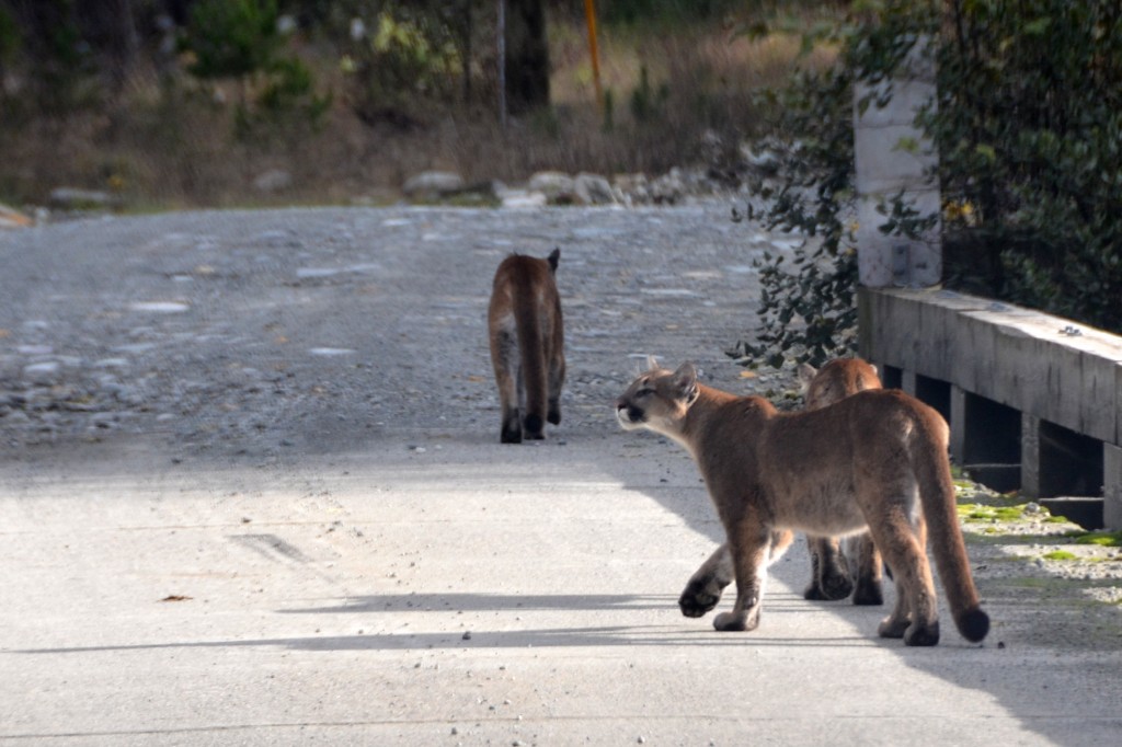 cougars