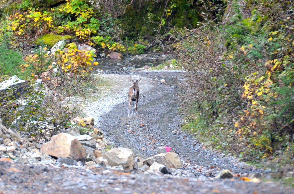 deer