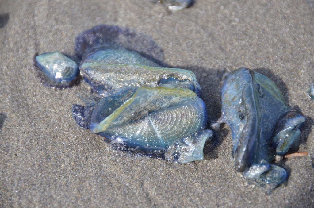 What is this? Soft and slimy