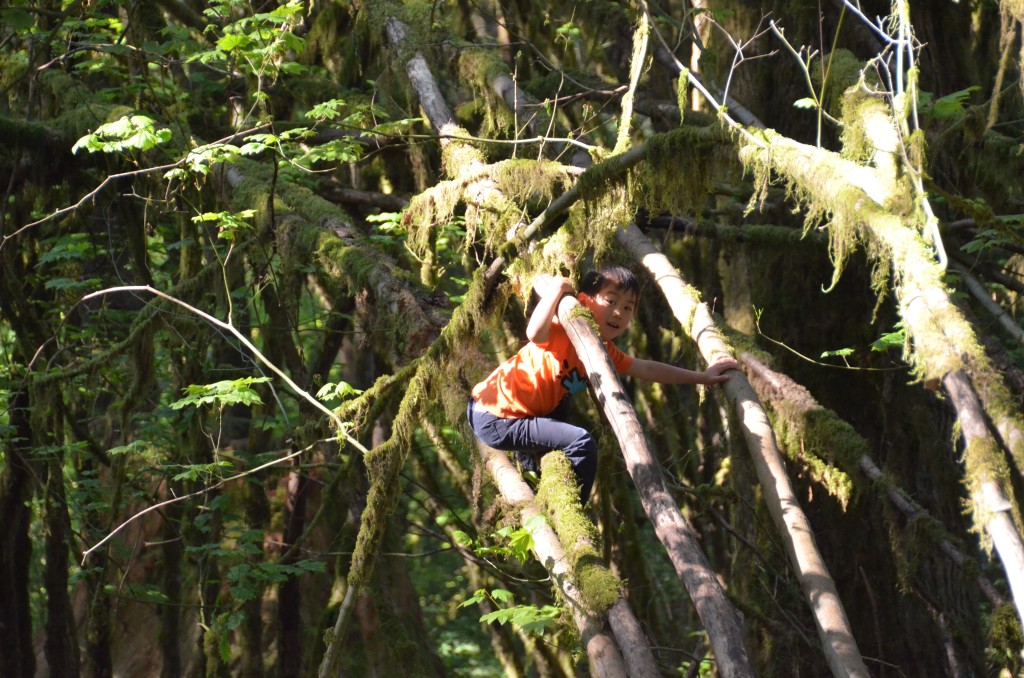 Climbing up the vine maple tree