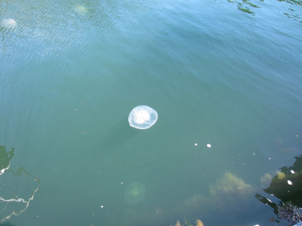 Jellyfish