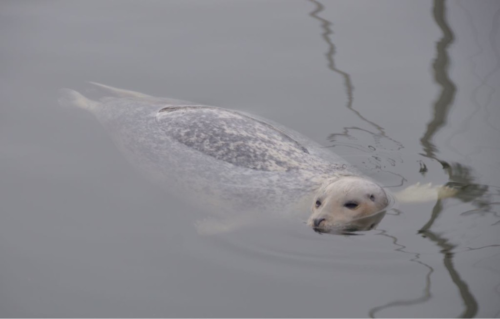 Seal